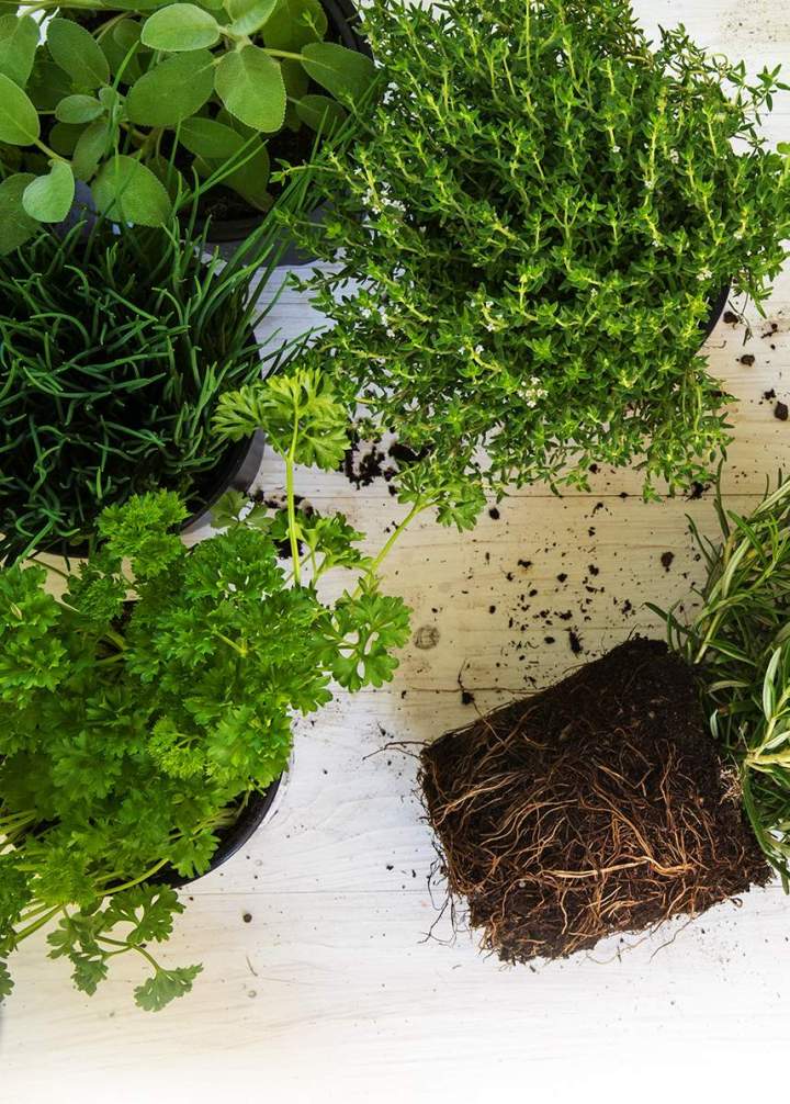 Herbes